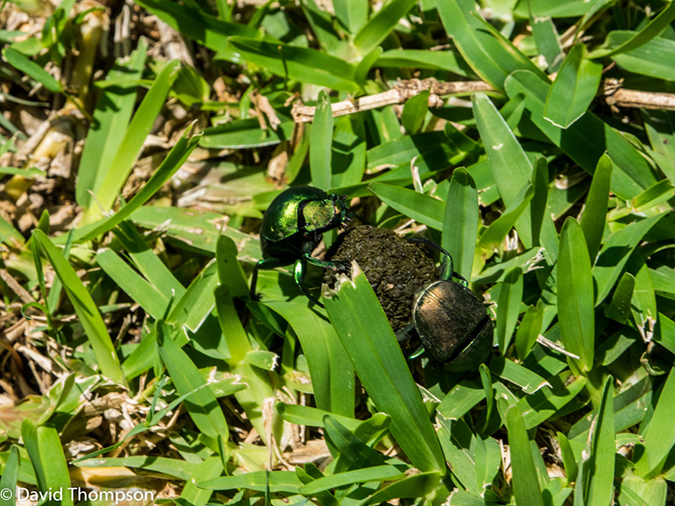 %_tempFileName2015-12_15_01_AZambezi_River_Lodge-151360%