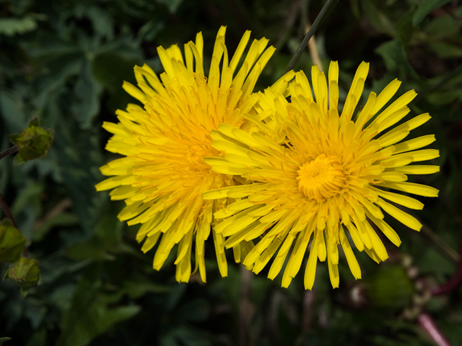 %_tempFileName2015-07-26_01_Democrat-Cameron-Lincoln_Bross-57%