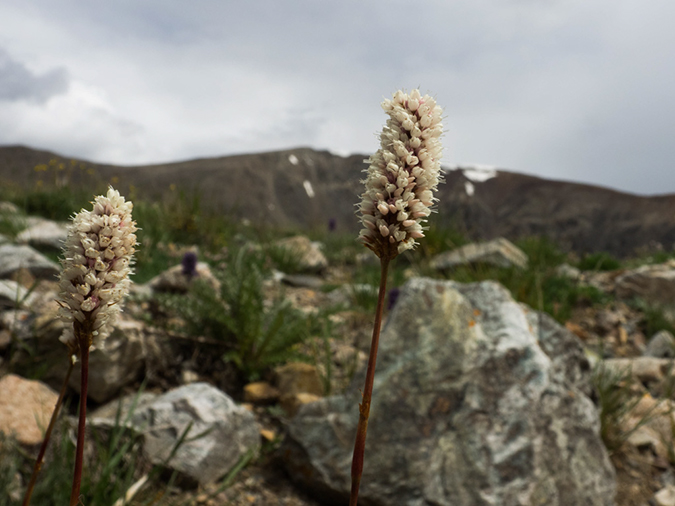 %_tempFileName2015-07-26_01_Democrat-Cameron-Lincoln_Bross-59%