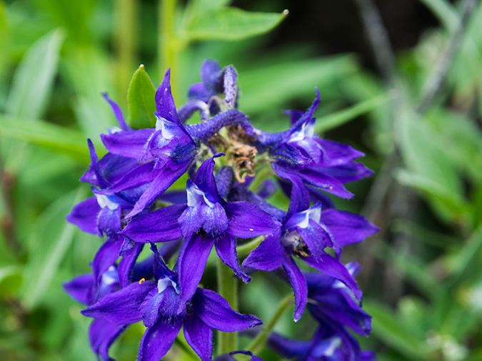 %_tempFileName2015-07-27_01_Quandary_Peak-7273322%