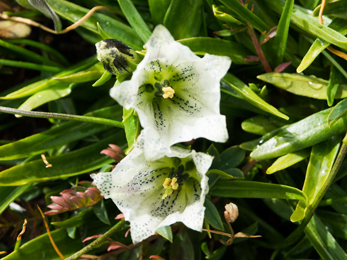 %_tempFileName2015-08-17_01_Mount_Massive-8173537%