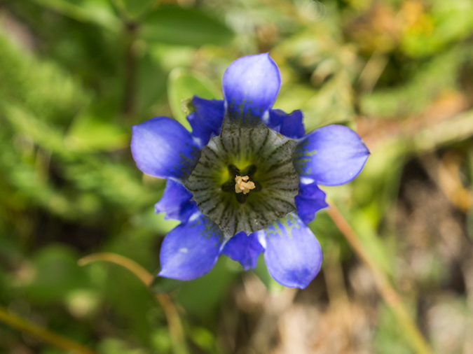 %_tempFileName2015-08-17_01_Mount_Massive-8173565%