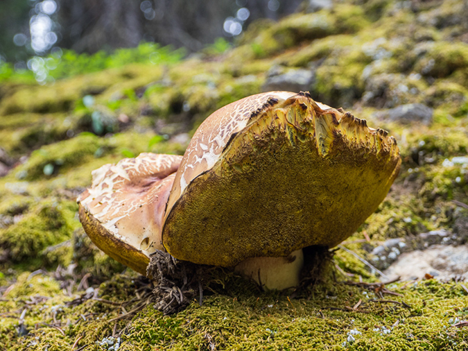 %_tempFileName2015-08-17_01_Mount_Massive-8173571%