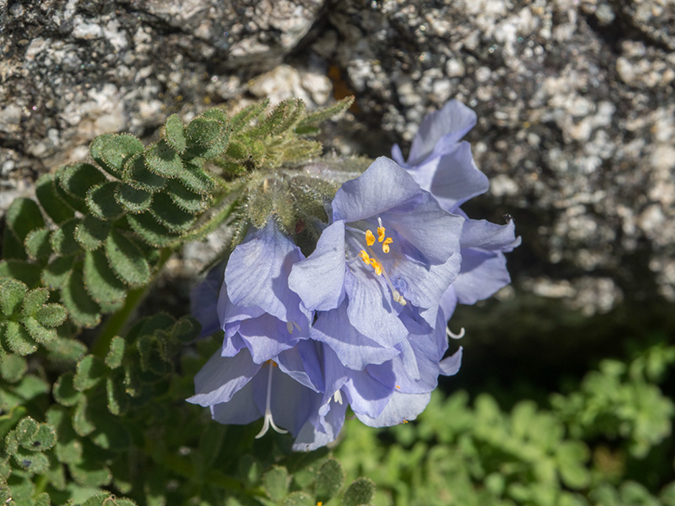 %_tempFileName2015-09-08_01_Mount_Harvard-9084075%