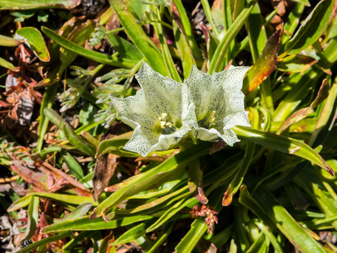 %_tempFileName2015-09-08_01_Mount_Harvard-9084087%