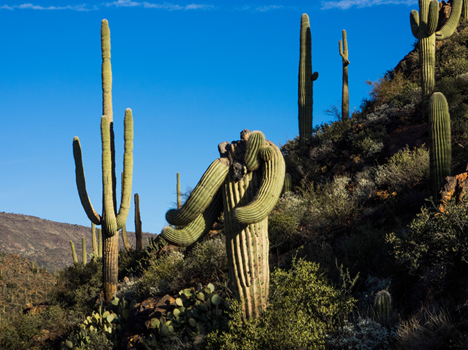 %_tempFileName2014-12-20_01_Chalk_Canyon_Hike-201801%