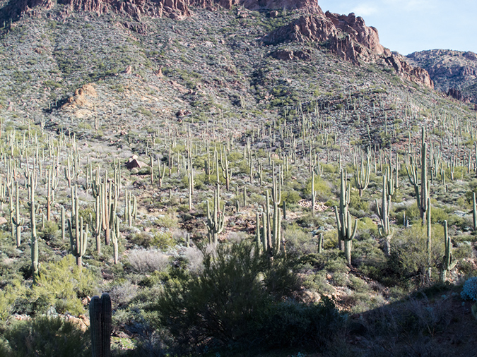 %_tempFileName2015-01-28_Superstitiona_Reed_Water-9639%