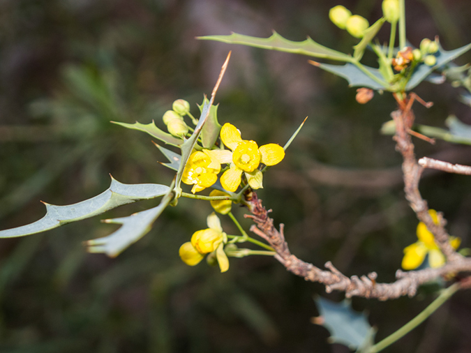 %_tempFileName2015-01-28_Superstitiona_Reed_Water-9655%