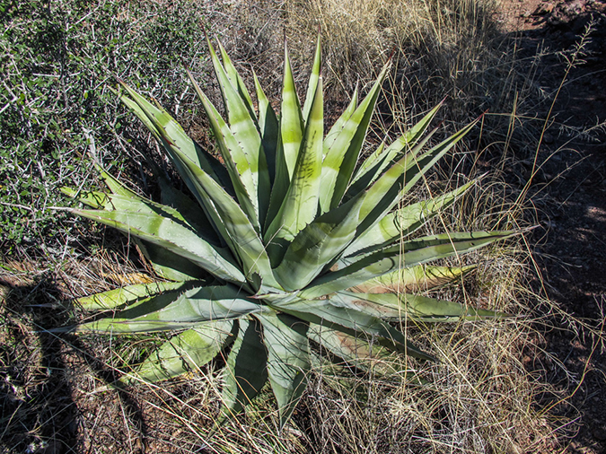 %_tempFileName2015-02-07_Reavis_Ranch_Backpack-9713%