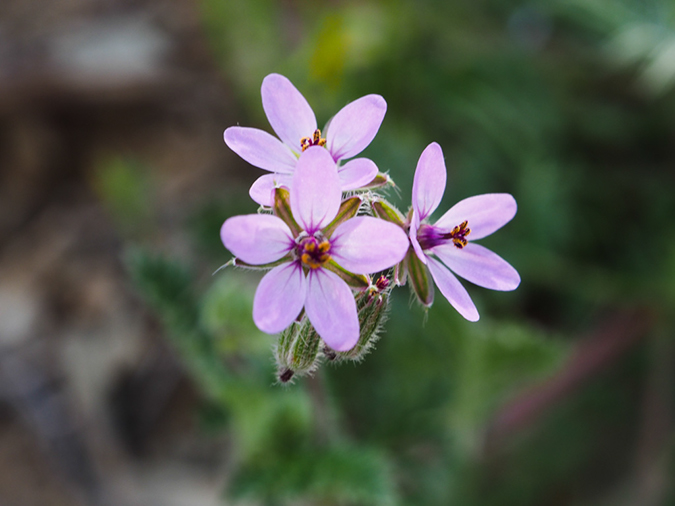 %_tempFileName2015-02-21_Gateway_Tom_Thumb-2210419%