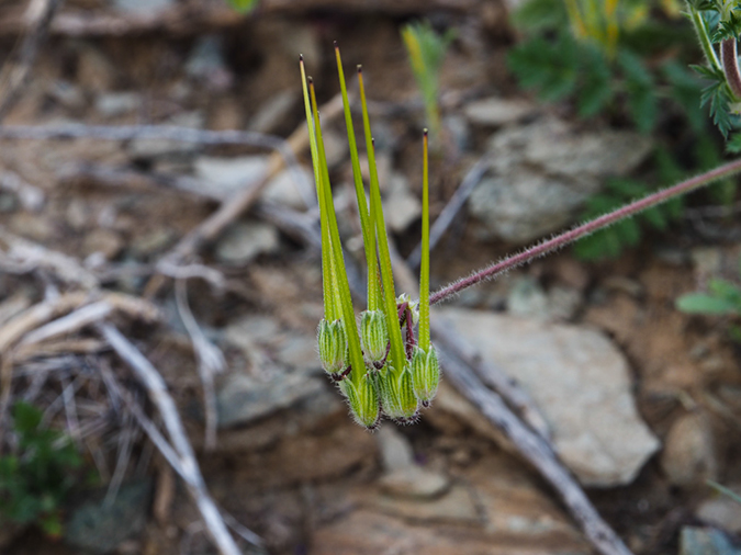 %_tempFileName2015-02-21_Gateway_Tom_Thumb-2210420%