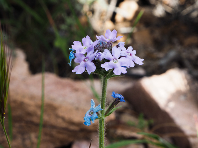 %_tempFileName2015-02-21_Gateway_Tom_Thumb-2210429%