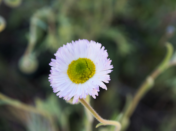 %_tempFileName2015-03-04_Superstitions_Charlebois_Backpack-3040538%