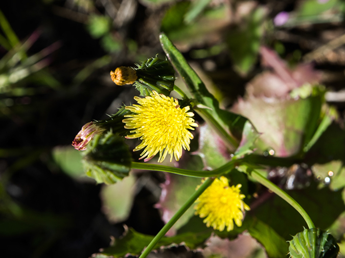 %_tempFileName2015-03-04_Superstitions_Charlebois_Backpack-3040548%