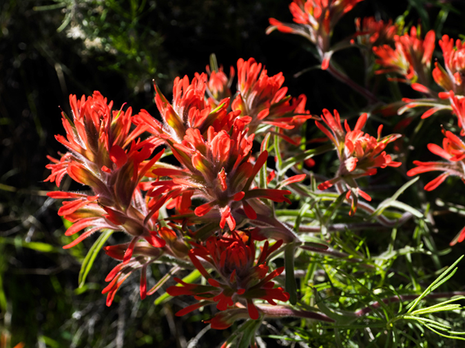 %_tempFileName2015-03-04_Superstitions_Charlebois_Backpack-3040552%