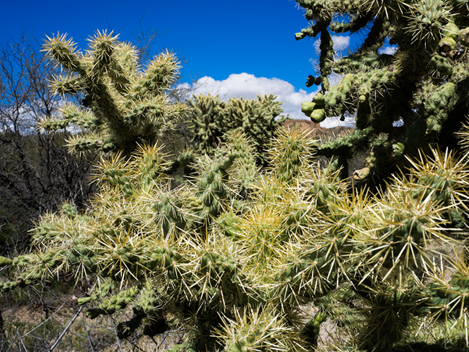 %_tempFileName2015-03-04_Superstitions_Charlebois_Backpack-3040568%