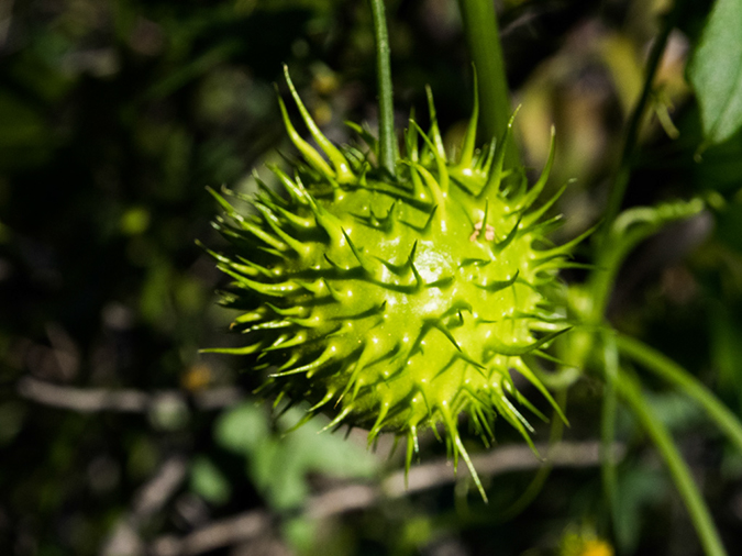 %_tempFileName2015-03-04_Superstitions_Charlebois_Backpack-3050605%