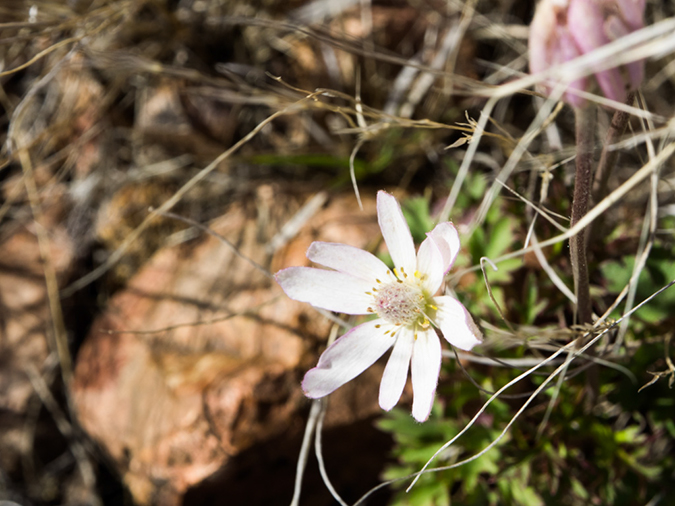 %_tempFileName2015-03-08_AZ_Trail_Passage_6-3080660%