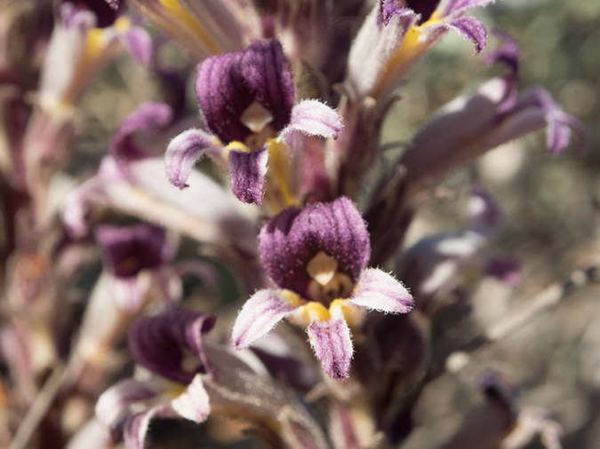 %_tempFileName2015-03-09_Desert_Park_Loop-3090687%