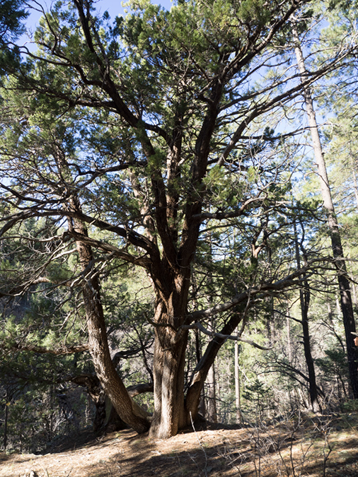 %_tempFileName2015-03-14_Prescott_NF_Trail_307-3140705%