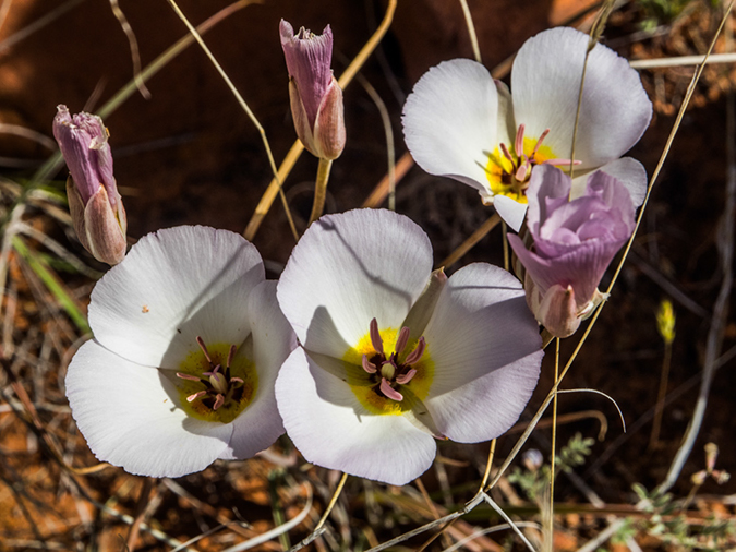 %_tempFileName2015-04-011_Sedona_Bear_Mountain-4110531%