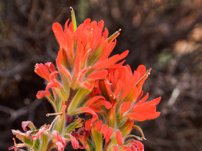 %_tempFileName2015-04-011_Sedona_Bear_Mountain-4110533%