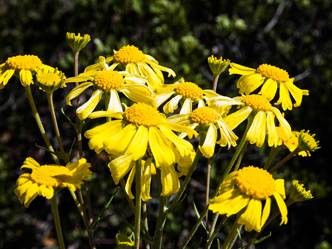 %_tempFileName2015-04-011_Sedona_Bear_Mountain-4110535%