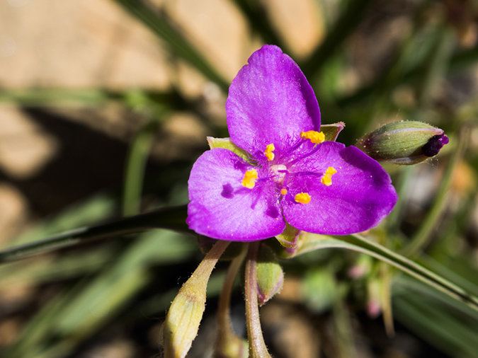 %_tempFileName2015-04-011_Sedona_Bear_Mountain-4110538%