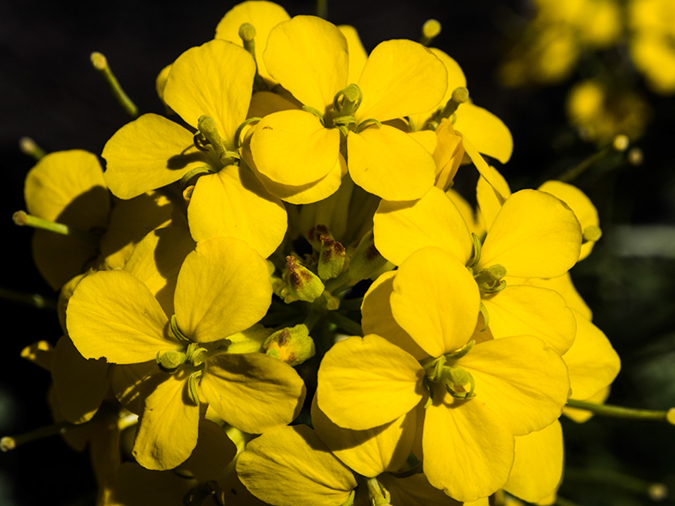 %_tempFileName2015-04-011_Sedona_Bear_Mountain-4110552%