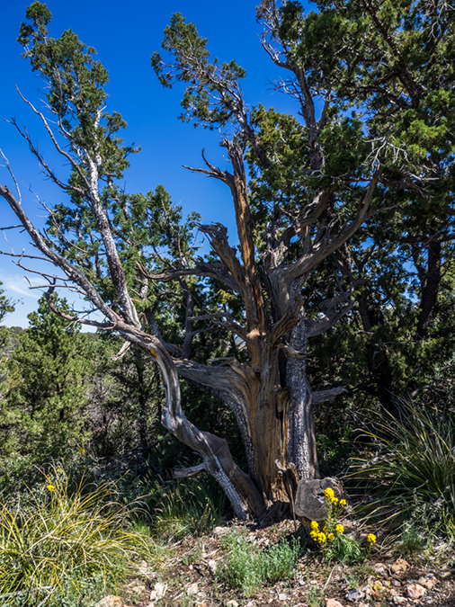 %_tempFileName2015-04-011_Sedona_Bear_Mountain-4110553%