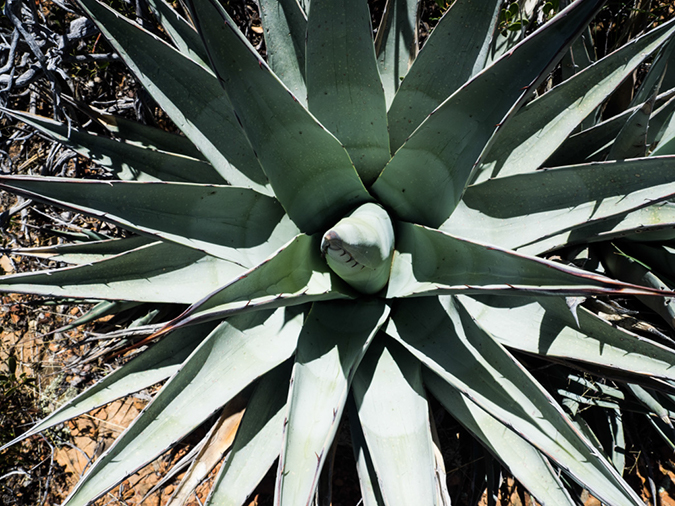 %_tempFileName2015-04-011_Sedona_Bear_Mountain-4110558%