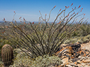 %_tempFileName2015-03-31_McDowell_Sonoran_Preserve_Gateway_Desert_Trail_Loop-4010437%