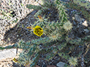 %_tempFileName2015-03-31_McDowell_Sonoran_Preserve_Gateway_Desert_Trail_Loop-4010443%