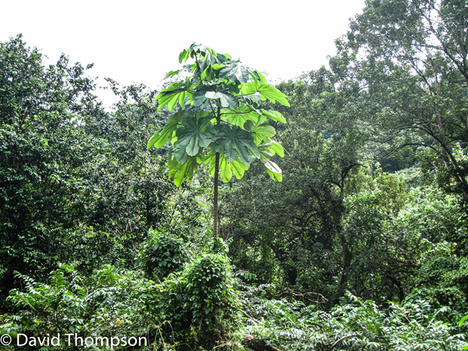 %_tempFileName2015-10-28_03__Cocos_Island_Walk-0690%