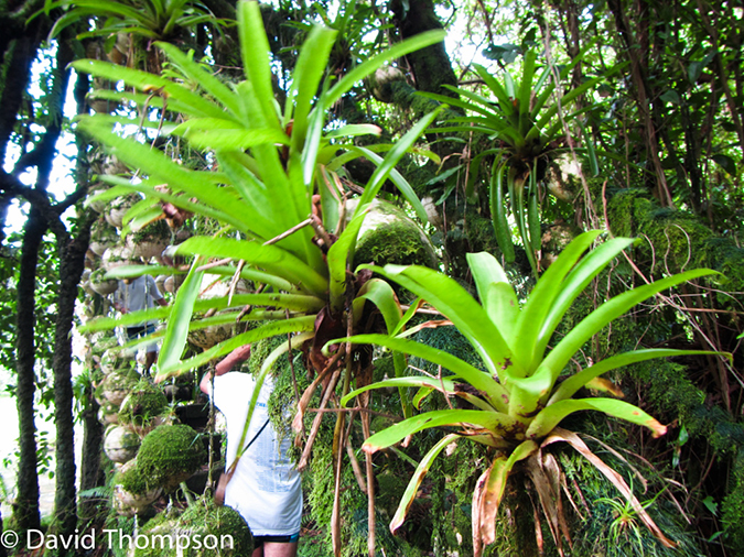 %_tempFileName2015-10-28_03__Cocos_Island_Walk-0697%