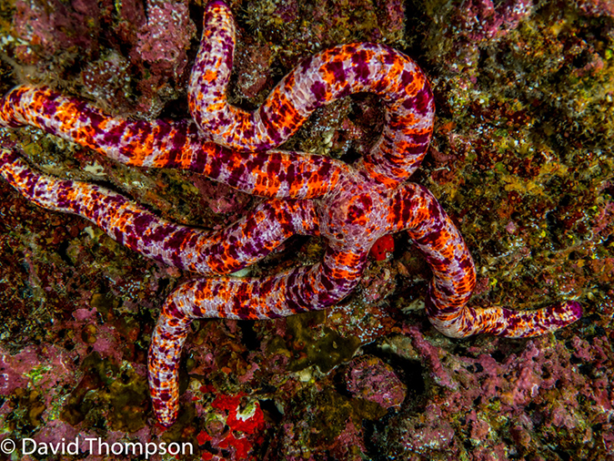 %_tempFileName2015-10-28_04__Cocos_Island_Viking_Rock-280045%