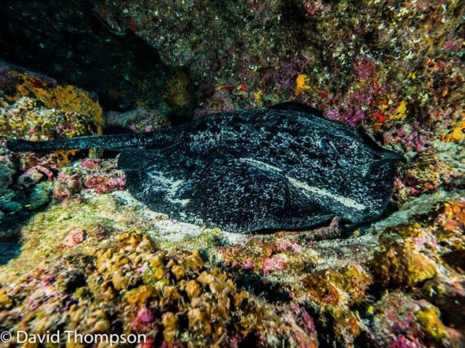%_tempFileName2015-10-28_04__Cocos_Island_Viking_Rock-280051%