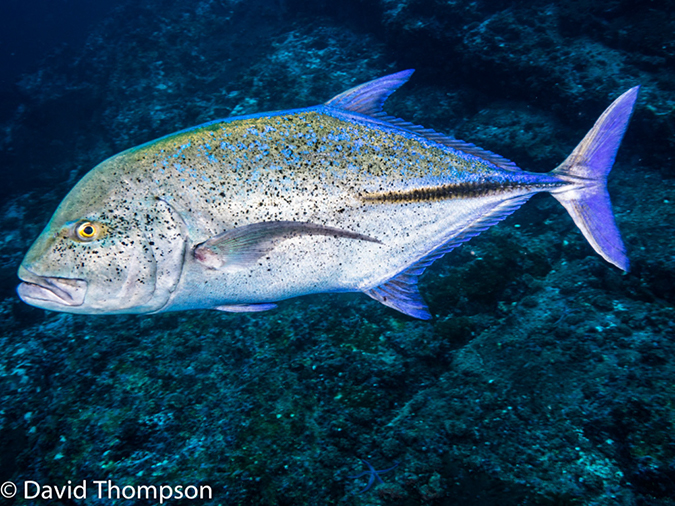 %_tempFileName2015-10-29_01__Cocos_Island_Bajo_Alcyone-290019%