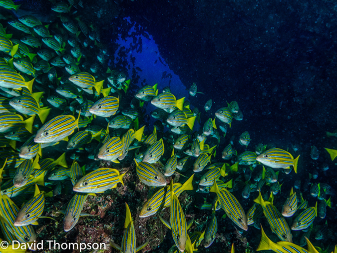 %_tempFileName2015-10-29_02__Cocos_Island_Submerged_Rock-290034-Edit%