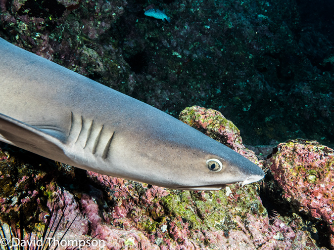 %_tempFileName2015-10-29_02__Cocos_Island_Submerged_Rock-290057%