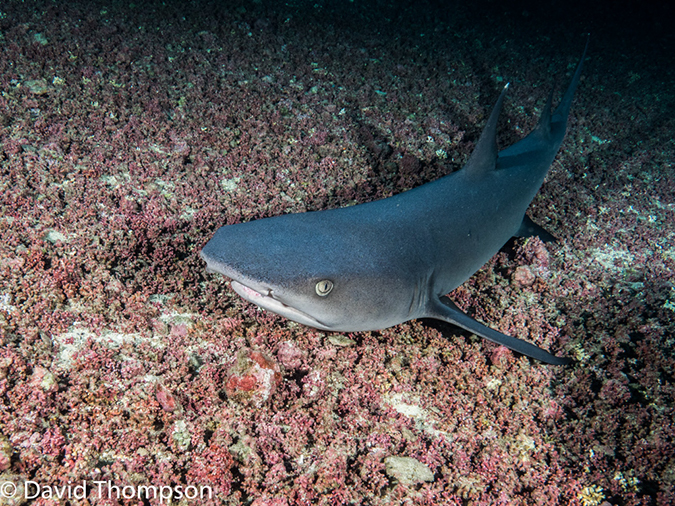 %_tempFileName2015-10-29_03__Cocos_Island_Pajara_Island-290093%