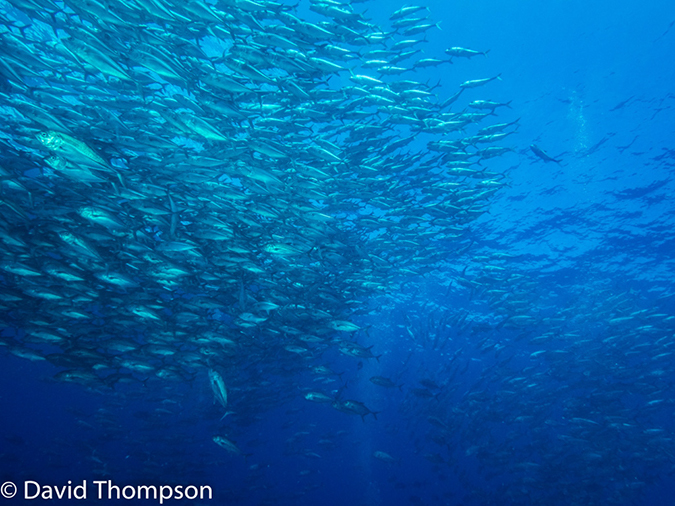 %_tempFileName2015-10-30_01__Cocos_Island_Dirty_Rock-300107%