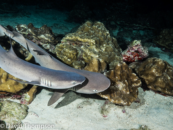 %_tempFileName2015-10-30_03_Cocos_Island_Chathman_Bay_Night-300217%