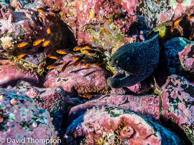 %_tempFileName2015-10-31_01_Cocos_Island_Small_Dos_Amigos-310145%