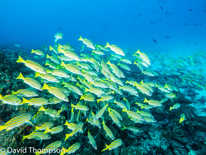 %_tempFileName2015-10-31_02_Cocos_Island_Manuelita_Channel-310182%