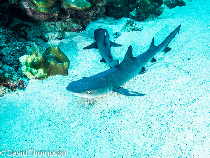 %_tempFileName2015-10-31_02_Cocos_Island_Manuelita_Channel-310185%