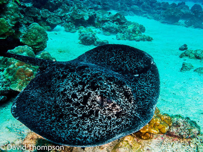 %_tempFileName2015-10-31_02_Cocos_Island_Manuelita_Channel-310188%