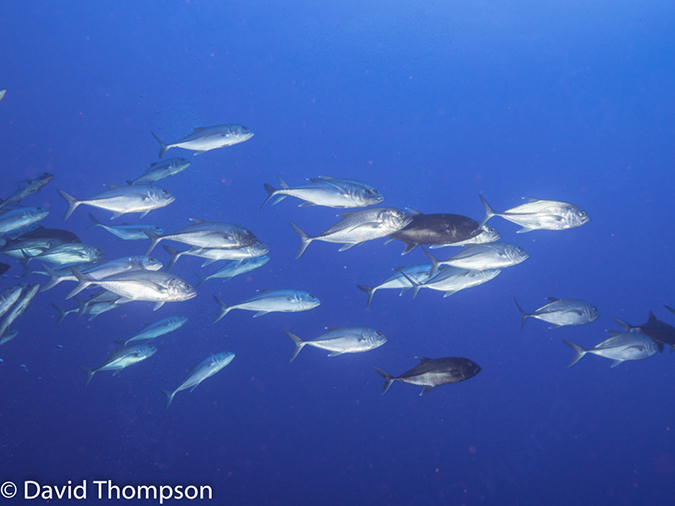 %_tempFileName2015-10-31_03_Cocos_Island_Dirty_Rock-310246%