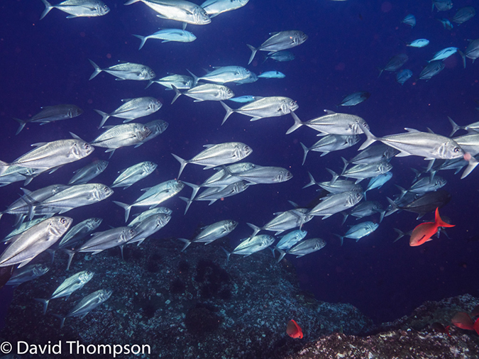 %_tempFileName2015-10-31_03_Cocos_Island_Dirty_Rock-310254%