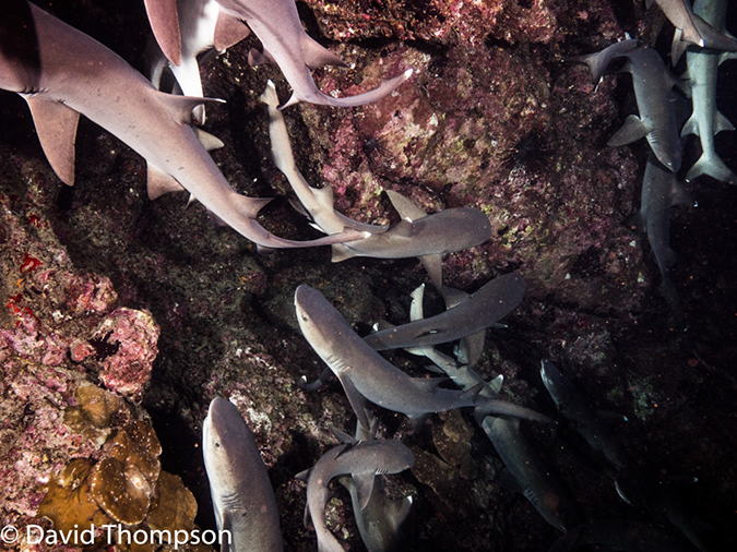 %_tempFileName2015-10-31_04_Cocos_Island_Ullaa_Bay_Night-310271%